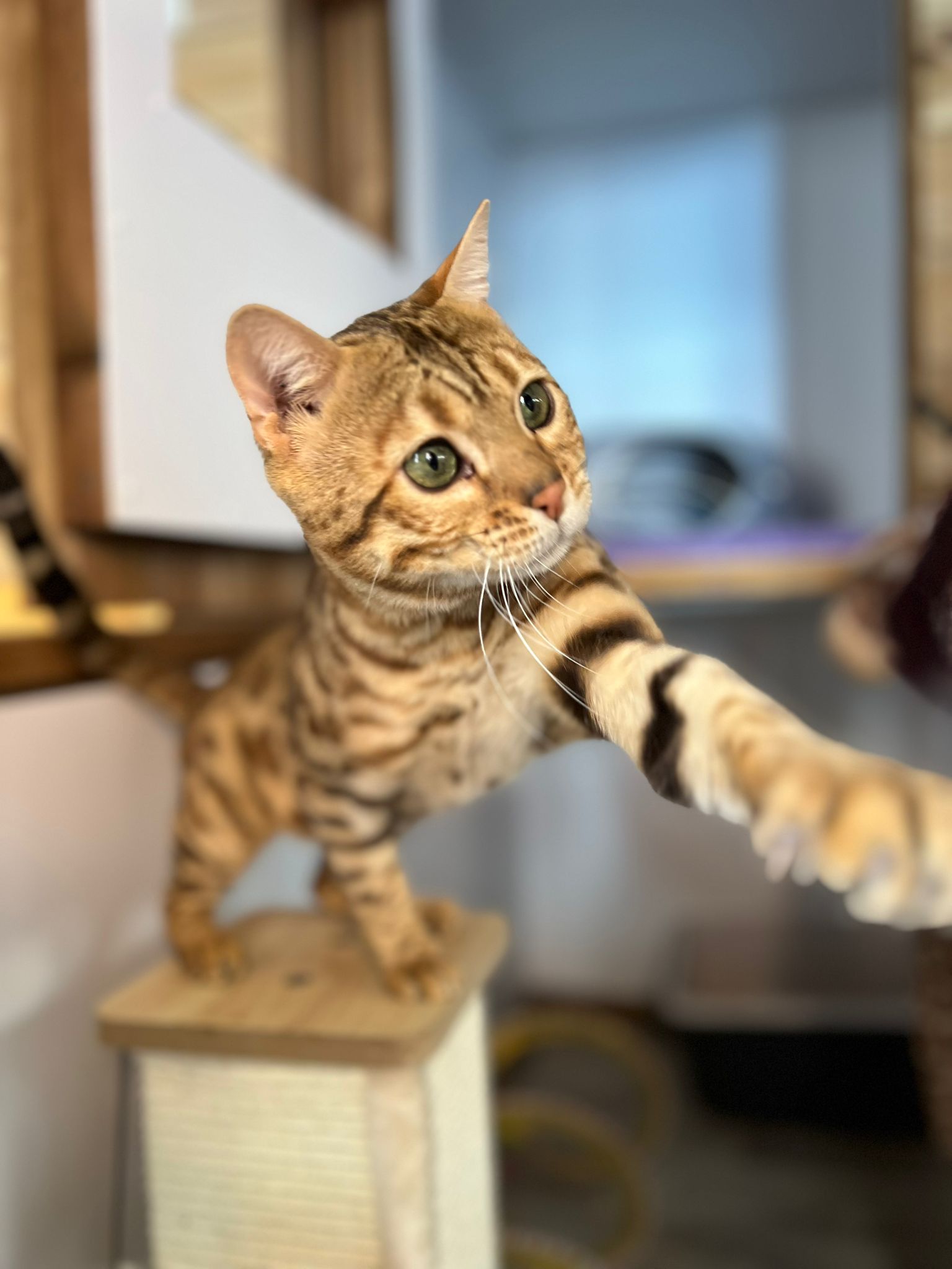 MioDollarBaby Mango of MajesticMeows