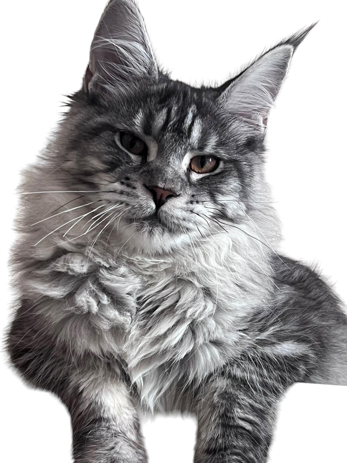 RioClan Usher of MajesticMeows